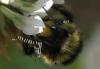 Bombus lapidarius